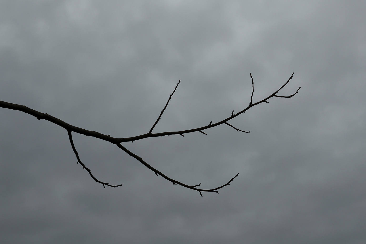 A single leafless branch extends across a cloudy, grey November sky.